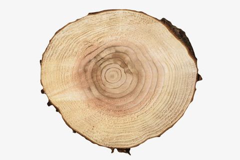 淡黄色中心波纹状的木头截面实物免抠