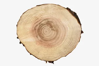 淡黄色中心波纹状的木头截面实物免抠