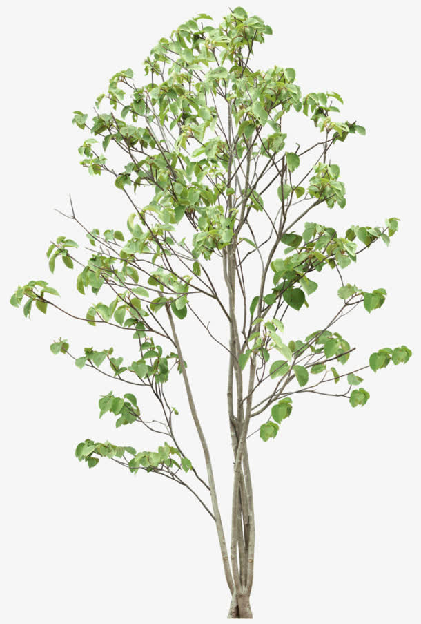 春天 杨树 png素材免抠