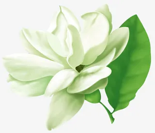 茉莉花免抠