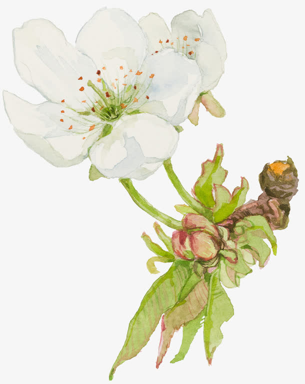 白色芍药免抠
