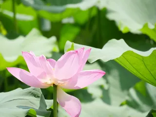 接天莲叶无穷碧高清