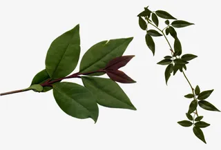 春天的绿叶免抠