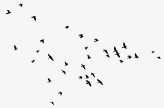 一群飞翔的大雁免抠