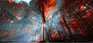 小清新红色森林海报背景高清