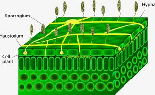 植物生长过程免抠