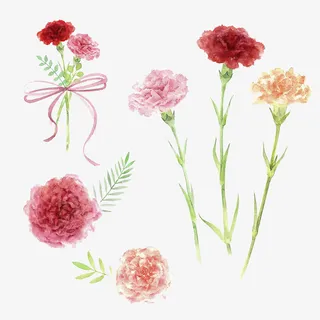 康乃馨插画免抠