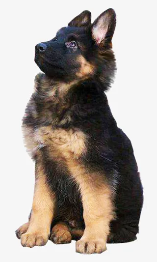 宠物大狼狗德国牧羊犬免抠