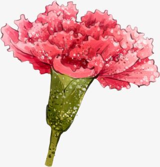 卡通手绘康乃馨花朵免抠