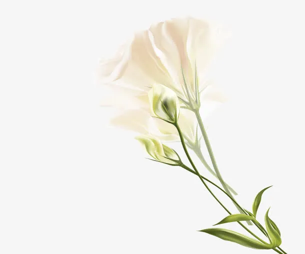 黄色百色花免抠
