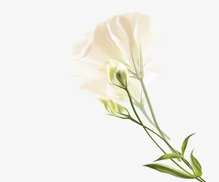 黄色百色花免抠