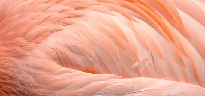 火烈鸟素材背景图高清