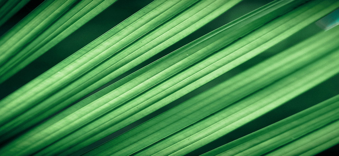 绿色叶子淘宝背景素材高清