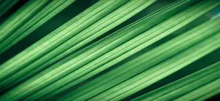 绿色叶子淘宝背景素材高清