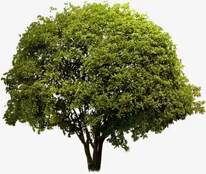 春天黄色景观植物大树免抠