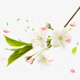 梨花花瓣与叶子图片素材免抠