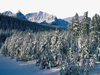 冬天的松树林免抠