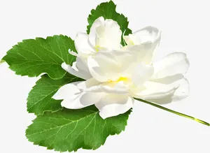 漂亮花叶免抠