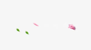 飘浮花瓣免抠
