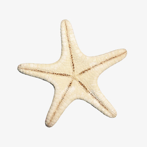 海星免抠