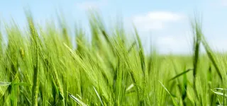 绿色麦田特写小清新背景高清