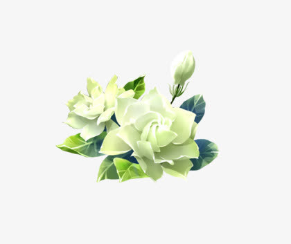 素雅栀子花免抠