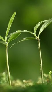 植物绿色小草h5背景高清 植物绿色小草h5背景高清