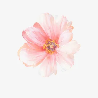 粉色美丽清新花朵免抠