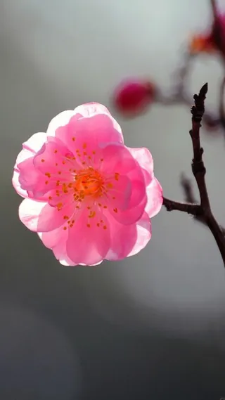 文艺花卉H5背景高清