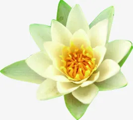白色清新手绘花朵纯洁免抠