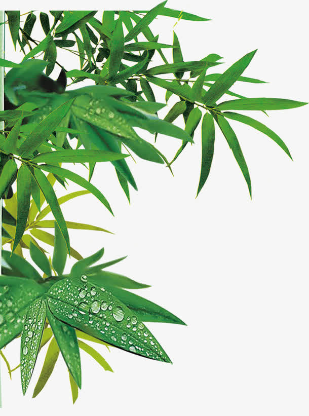 端午节绿叶竹叶叶子装饰免抠节日端午节元素