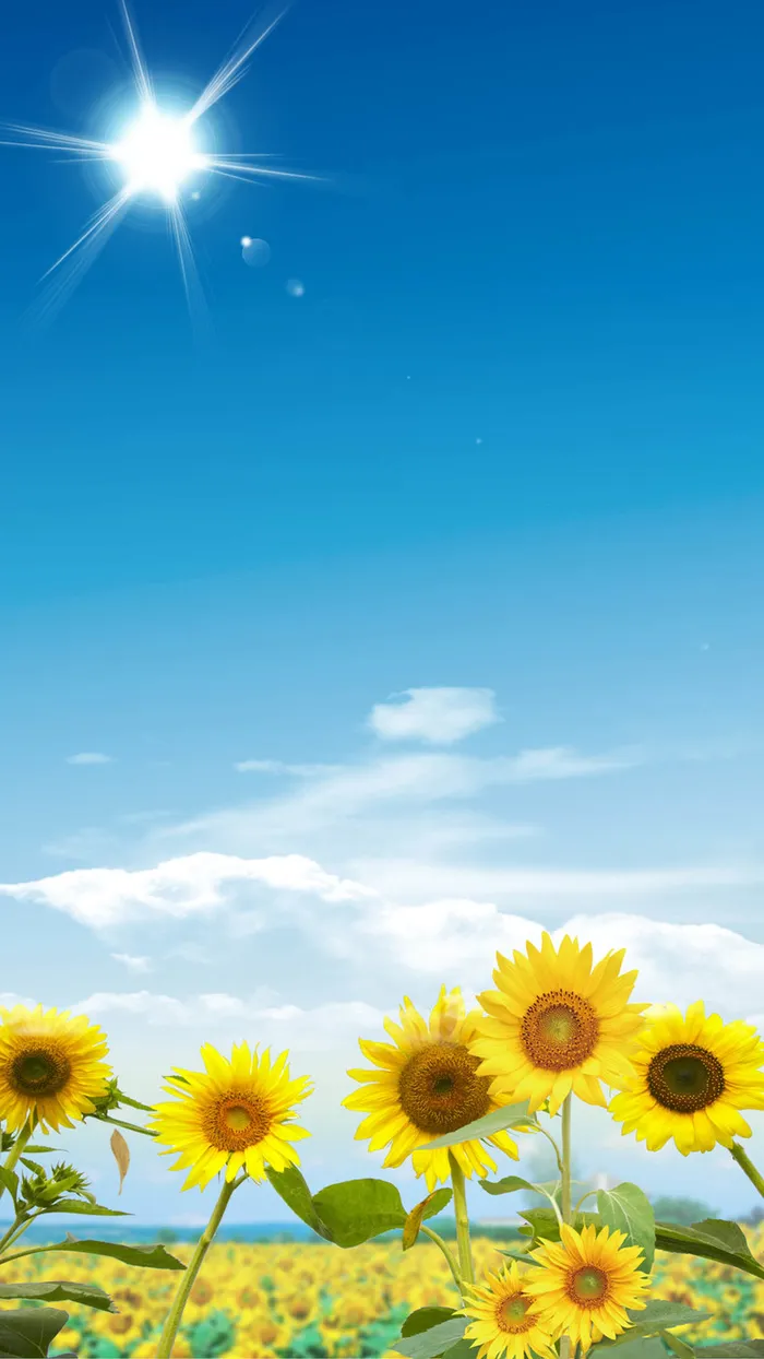 向日葵H5背景高清