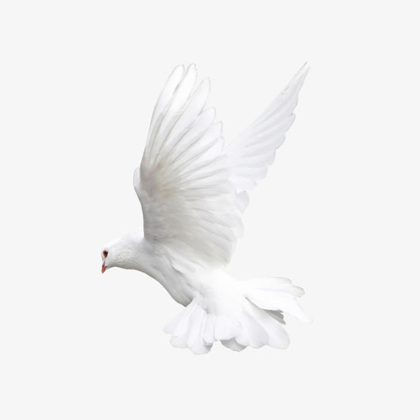 白色鸽子侧面免抠