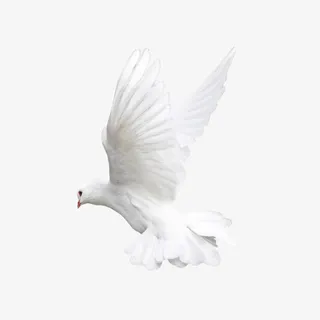 白色鸽子侧面免抠