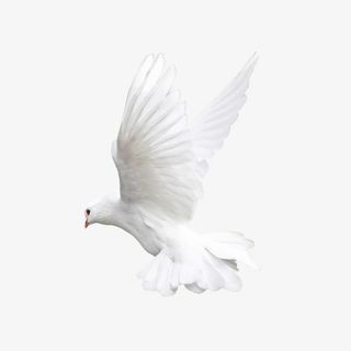 白色鸽子侧面免抠