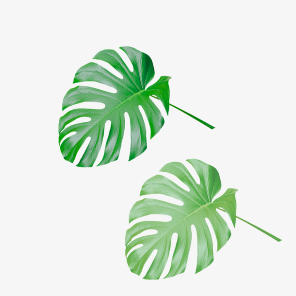 绿色植物装饰叶免抠