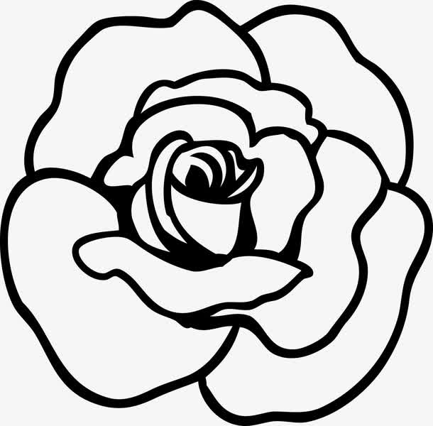 玫瑰花手绘图免抠