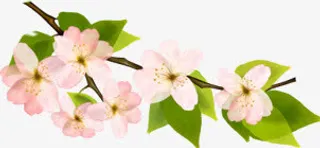 春天粉白色花朵植物装饰免抠