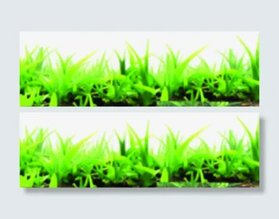 绿色生机草地招聘免抠