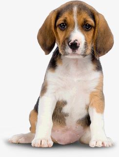 动物忧郁眼神小狗免抠