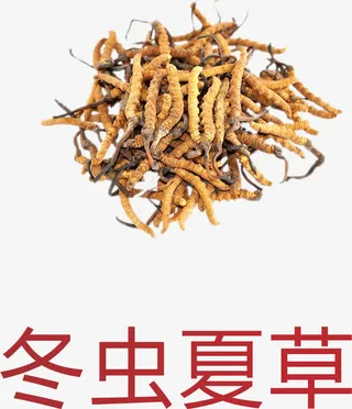 冬虫夏草免抠