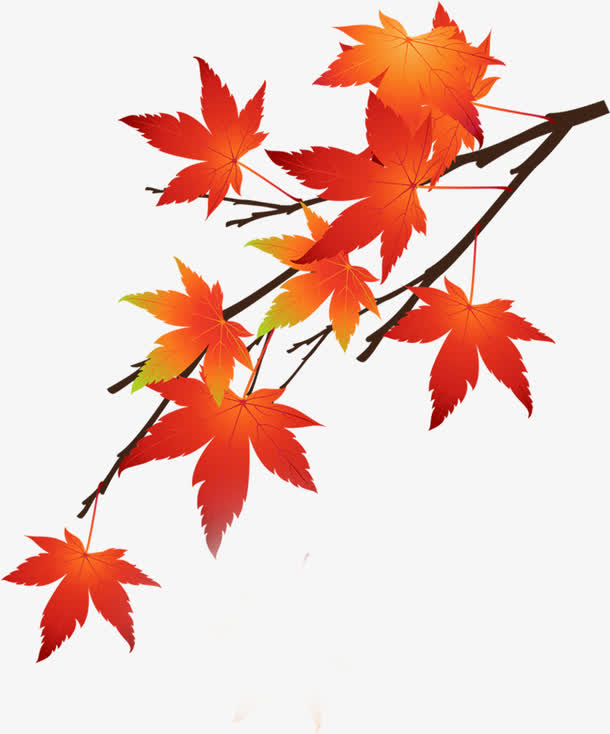 红色手绘枫叶树枝金秋免抠
