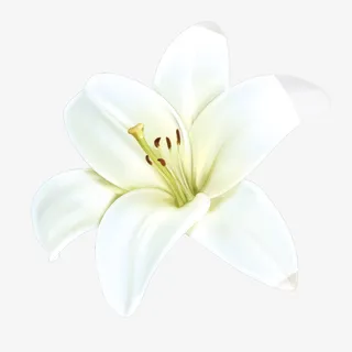 手绘百合花装饰免抠