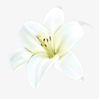 手绘百合花装饰免抠