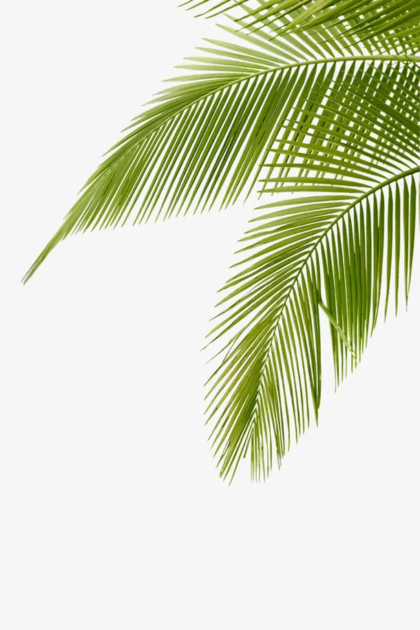 绿色椰子树叶图片免抠装饰植物元素