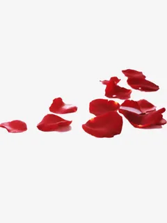 散落的花瓣免抠