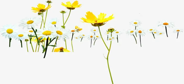 春天黄白色公益花朵免抠
