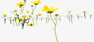 春天黄白色公益花朵免抠
