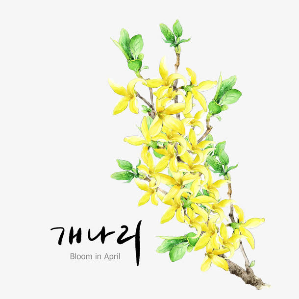 黄色鲜花免抠