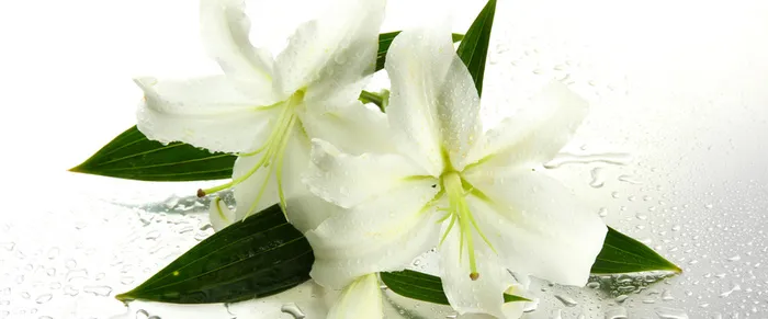百合花高清